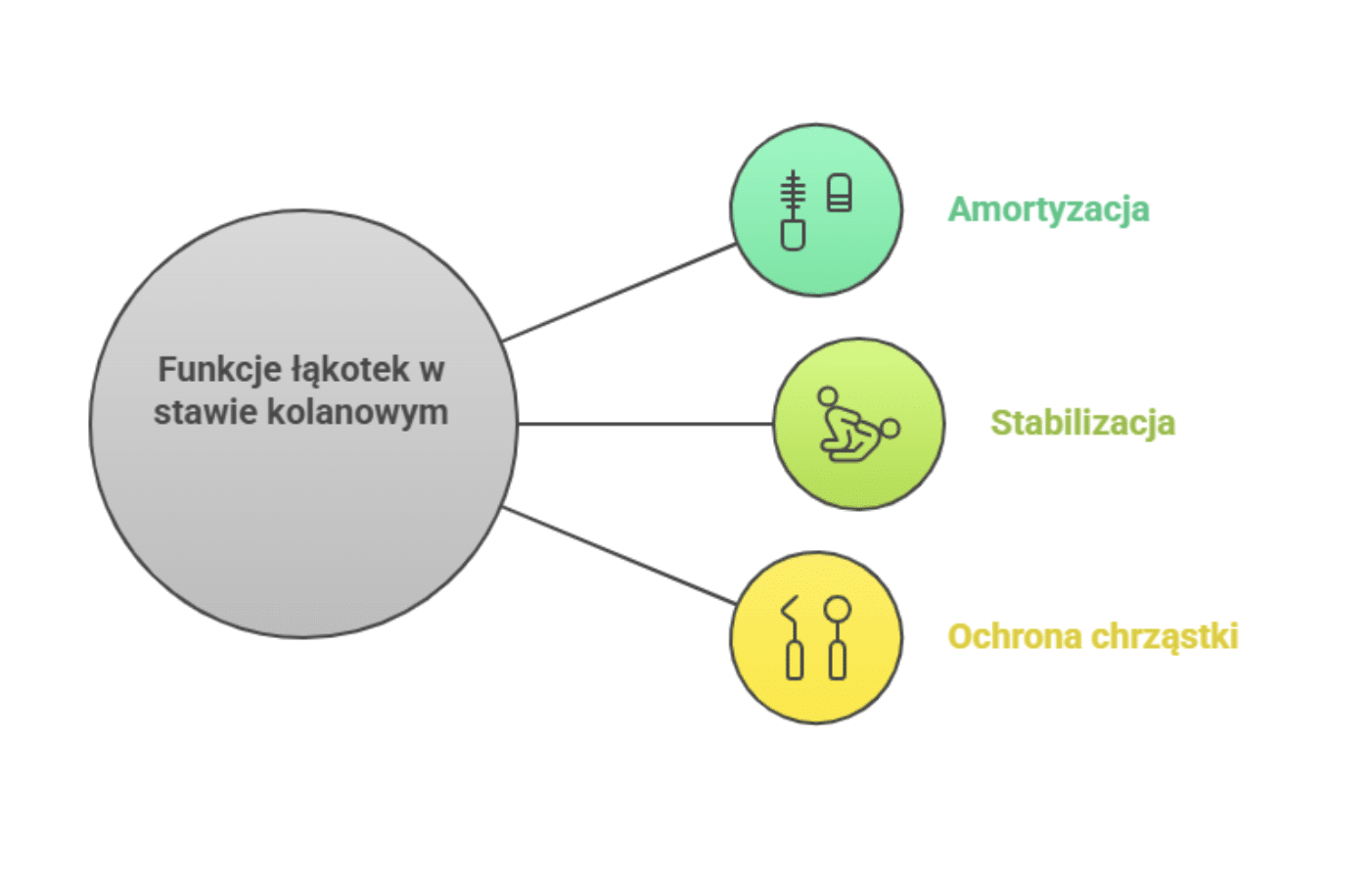 Czym jest łąkotka i jaka jest jej rola w kolanie?