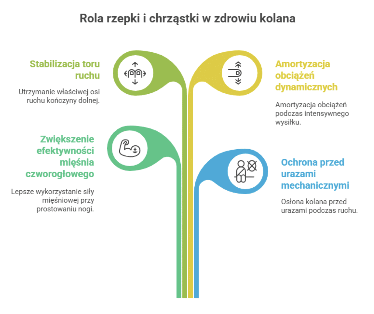 Budowa i rola rzepki oraz chrząstki stawowej